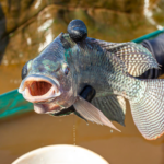 tilapia embrapa