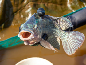 tilapia embrapa