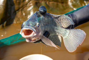 tilapia embrapa