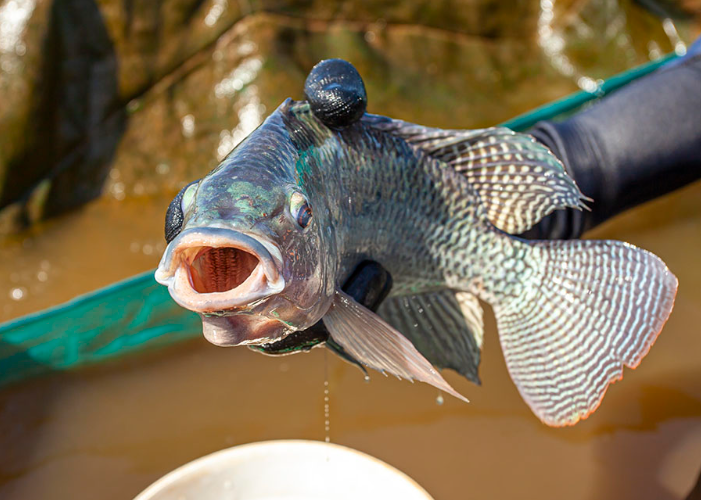 tilapia embrapa