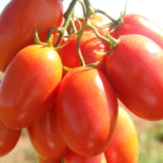 tomate de mesa