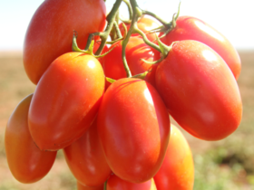 tomate de mesa
