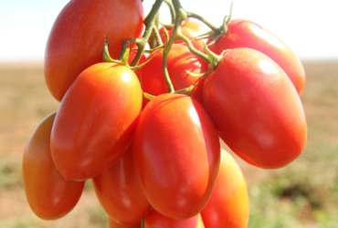 tomate de mesa