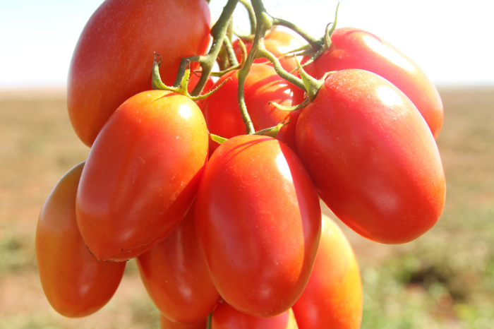 tomate de mesa