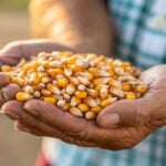 Demanda por etanol eleva preço do milho em Mato Grosso