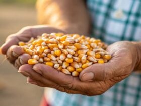 Alta do milho se mantém com oferta limitada e demanda firme em MT