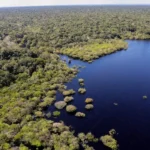 Amazônia ganha foco exclusivo no quarto leilão do Eco Invest