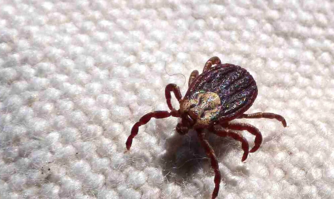 Febre maculosa provoca mais duas mortes em Leme, interior de São Paulo