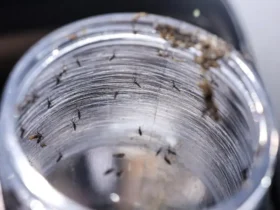 Ministério da Saúde intensifica mobilização nacional contra a dengue neste sábado