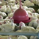 China retoma compra de carne de frango brasileira