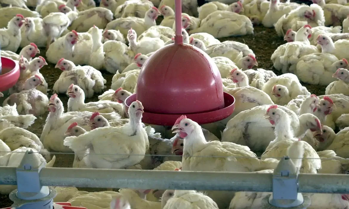 China retoma compra de carne de frango brasileira