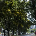 Brasil lança plano nacional de arborização urbana durante a COP30