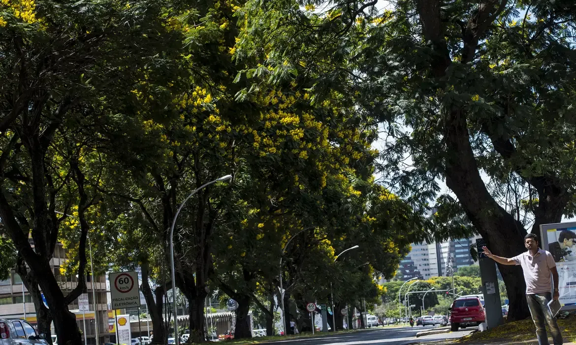 Brasil lança plano nacional de arborização urbana durante a COP30