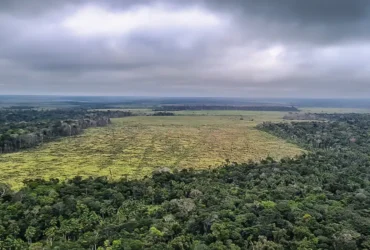 STF suspende processos sobre soja em todo o país