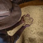 Livro da Embrapa apresenta soluções sustentáveis para agricultura diante da mudança climática