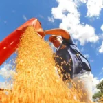 Safra deve cair 3,7% em 2026 após recorde histórico de 2025, aponta IBGE