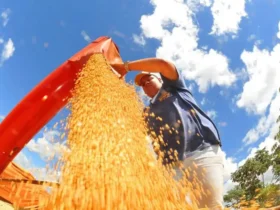 Safra deve cair 3,7% em 2026 após recorde histórico de 2025, aponta IBGE