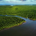 Exposição Manguezal no CCBB RJ destaca importância ecológica e cultural