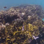 Corais ganham nova coalizão nacional para ampliar conservação no Brasil