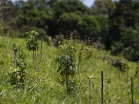 Biomas têm revisão do IBGE com perda de área na Mata Atlântica e avanço do Cerrado