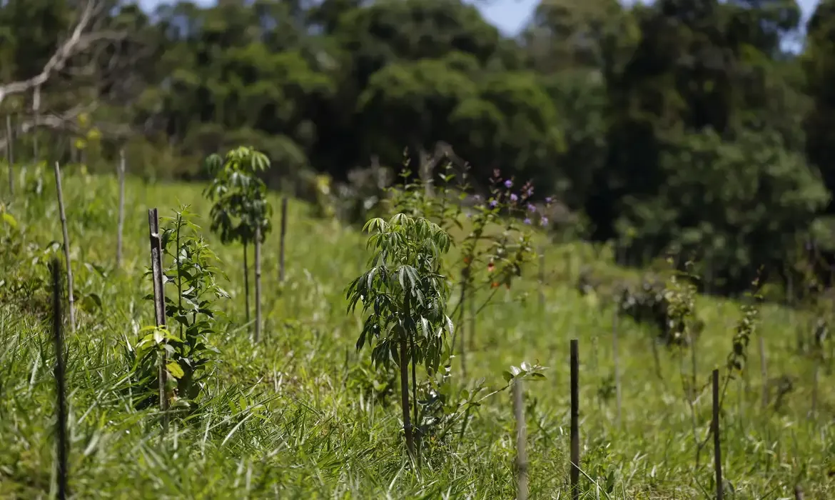 Biomas têm revisão do IBGE com perda de área na Mata Atlântica e avanço do Cerrado