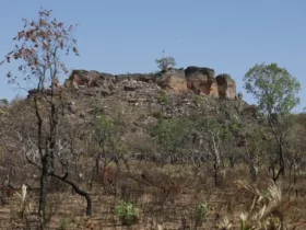 Agência Brasil lança série especial da seleção Nádia Franco sobre o Cerrado