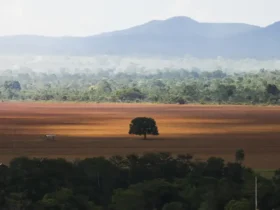 Governo cobra R$ 476 milhões de infratores ambientais na COP30