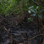 Pacto global fortalece proteção dos manguezais com adesão de 46 governos