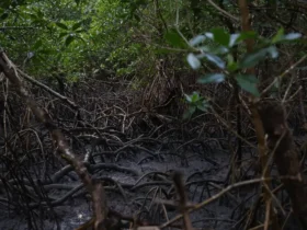 Pacto global fortalece proteção dos manguezais com adesão de 46 governos