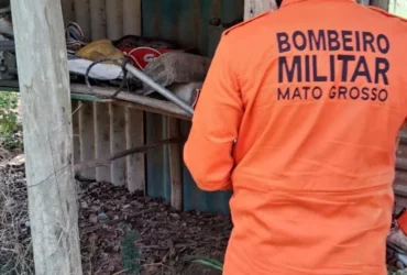 Bombeiros resgatam jiboia e tamanduá-mirim em MT