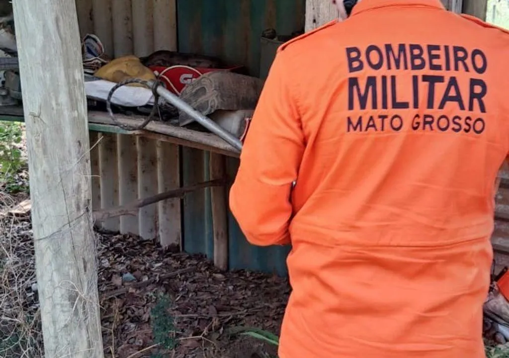 Bombeiros resgatam jiboia e tamanduá-mirim em MT