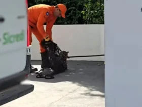 Jaguatirica é resgatada por bombeiros em agência bancária de MT