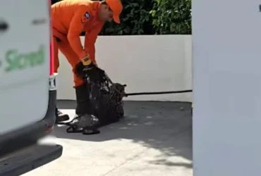 Jaguatirica é resgatada por bombeiros em agência bancária de MT