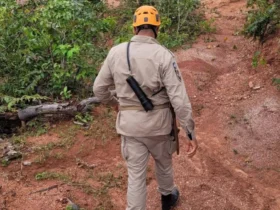 Motorista atropela capivara e foge em Cuiabá
