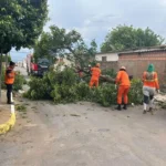 Corpo de Bombeiros atende quedas de árvores em MT