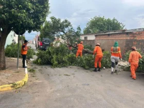 Corpo de Bombeiros atende quedas de árvores em MT