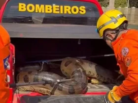 Corpo de Bombeiros de MT resgata 1,9 mil animais em 2025