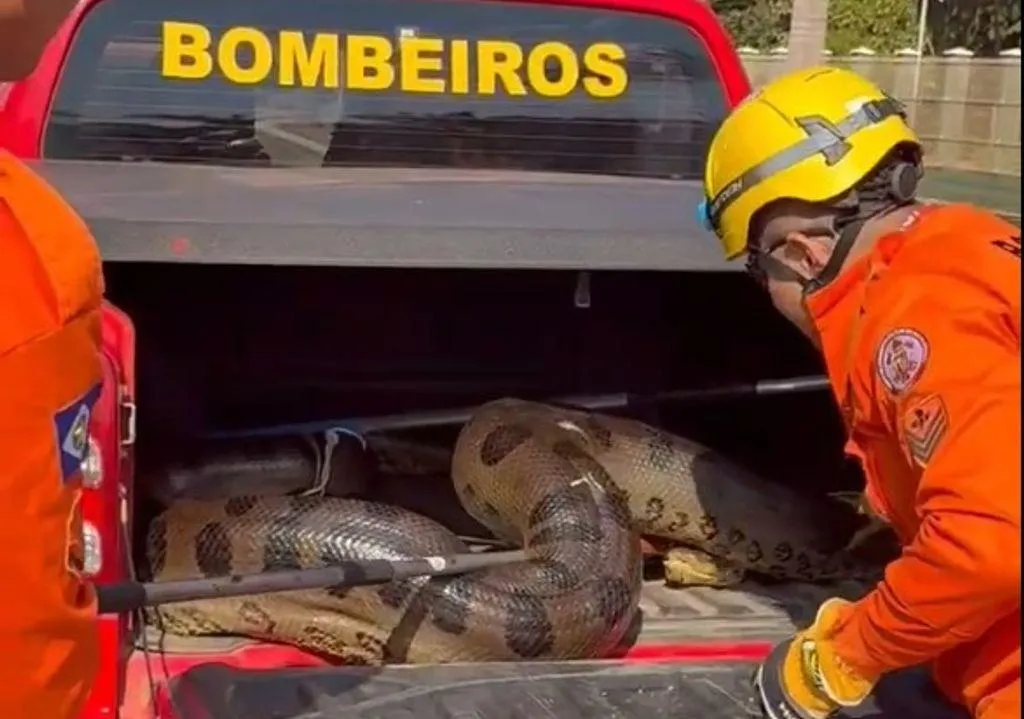 Corpo de Bombeiros de MT resgata 1,9 mil animais em 2025
