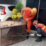Bombeiros resgatam capivara em avenida de Confresa