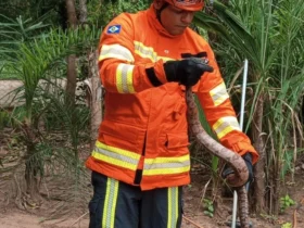 CBMMT resgata animais silvestres em Poconé e Alta Garças