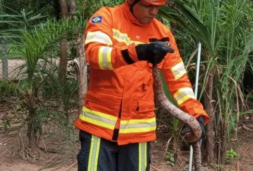 CBMMT resgata animais silvestres em Poconé e Alta Garças