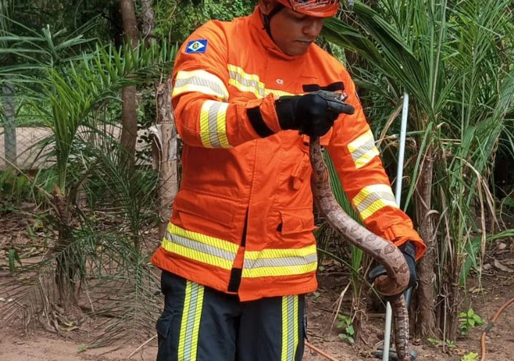 CBMMT resgata animais silvestres em Poconé e Alta Garças