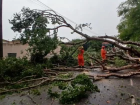 Bombeiros registram três quedas de árvores após temporal em Sinop