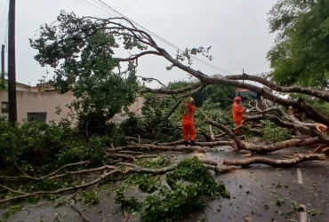 Bombeiros registram três quedas de árvores após temporal em Sinop