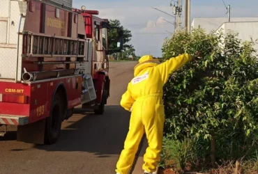 Bombeiros removem enxame de marimbondos em Campo Verde