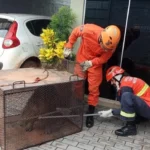 Bombeiros resgatam capivara em loja agrícola