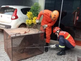 Bombeiros resgatam capivara em loja agrícola