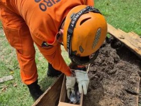 Resgate de arara-canindé mobiliza bombeiros em MT
