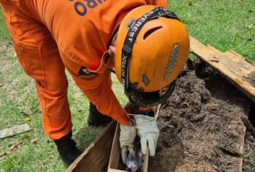 Resgate de arara-canindé mobiliza bombeiros em MT