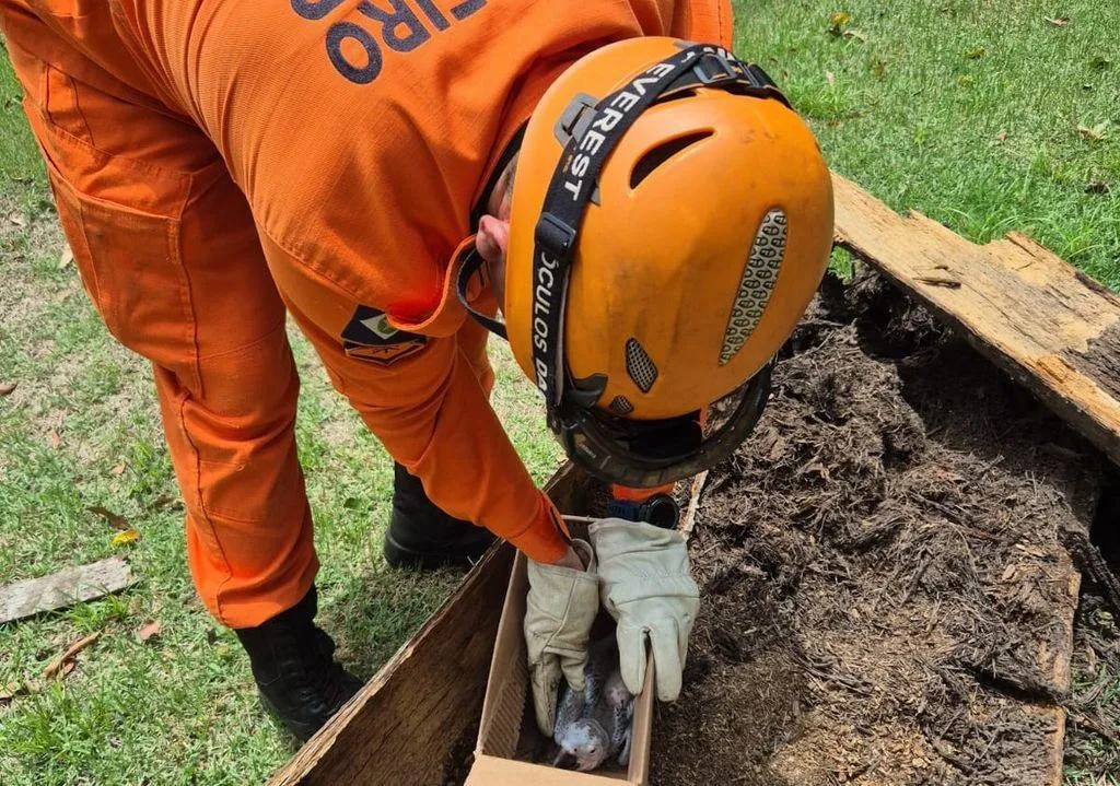 Resgate de arara-canindé mobiliza bombeiros em MT
